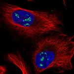 MRPL53 Antibody in Immunocytochemistry (ICC/IF)