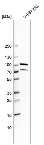 PUS7L Antibody in Western Blot (WB)