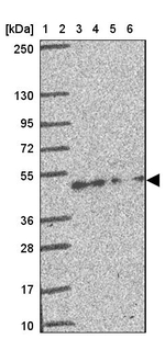 CREB3L3 Antibody in Western Blot (WB)