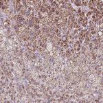 SCO2 Polyclonal Antibody