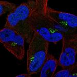 Cyclin I2 Polyclonal Antibody