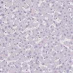 CDH19 Antibody in Immunohistochemistry (Paraffin) (IHC (P))