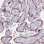 CDH19 Antibody in Immunohistochemistry (Paraffin) (IHC (P))