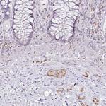 CDH19 Antibody in Immunohistochemistry (Paraffin) (IHC (P))