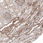 KLHL24 Antibody in Immunohistochemistry (Paraffin) (IHC (P))
