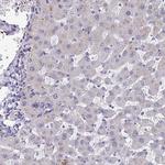 FBXL16 Antibody in Immunohistochemistry (Paraffin) (IHC (P))