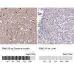 FBXL16 Antibody