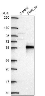 FBXL16 Antibody in Western Blot (WB)