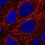 ZNF813 Antibody in Immunocytochemistry (ICC/IF)
