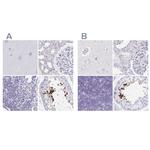 C2orf57 Antibody in Immunohistochemistry (IHC)