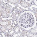 C2orf57 Antibody in Immunohistochemistry (IHC)