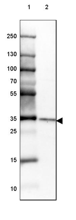 CHMP5 Antibody in Western Blot (WB)