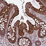 GLTP Antibody in Immunohistochemistry (Paraffin) (IHC (P))