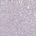 GLTP Antibody in Immunohistochemistry (Paraffin) (IHC (P))