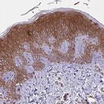 GLTP Antibody in Immunohistochemistry (Paraffin) (IHC (P))