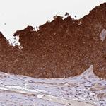 GLTP Antibody in Immunohistochemistry (Paraffin) (IHC (P))