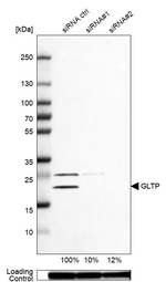 GLTP Antibody in Western Blot (WB)