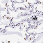 CPVL Antibody in Immunohistochemistry (Paraffin) (IHC (P))
