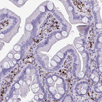 CPVL Antibody in Immunohistochemistry (Paraffin) (IHC (P))