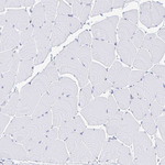 CPVL Antibody in Immunohistochemistry (Paraffin) (IHC (P))