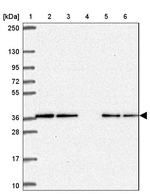 CAMLG Antibody in Western Blot (WB)