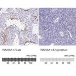TMCO5A Antibody