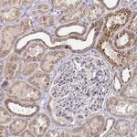 ELOVL1 Antibody in Immunohistochemistry (IHC)