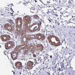 RPS7 Antibody in Immunohistochemistry (Paraffin) (IHC (P))
