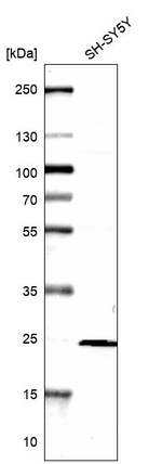 RPS7 Antibody in Western Blot (WB)
