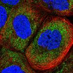 LIN54 Antibody in Immunocytochemistry (ICC/IF)