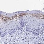 FA2H Antibody in Immunohistochemistry (IHC)