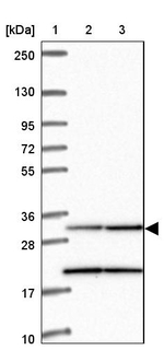 MRPL19 Antibody in Western Blot (WB)
