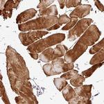 C1QTNF9 Polyclonal Antibody