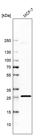 C1QTNF9 Antibody in Western Blot (WB)