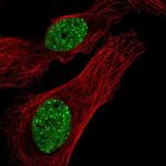 FAM122A Polyclonal Antibody