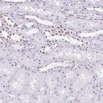 FAM122A Antibody in Immunohistochemistry (Paraffin) (IHC (P))
