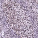 FAM122A Antibody in Immunohistochemistry (Paraffin) (IHC (P))