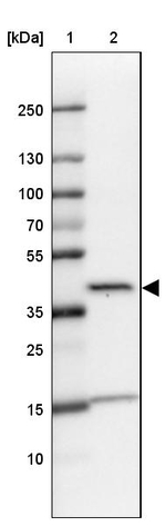 L3HYPDH Antibody in Western Blot (WB)