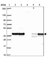 hnRNP DL Antibody in Western Blot (WB)