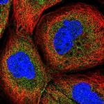 CPTP Polyclonal Antibody