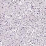 AIF1L Antibody in Immunohistochemistry (Paraffin) (IHC (P))