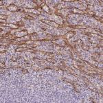 AIF1L Antibody in Immunohistochemistry (Paraffin) (IHC (P))