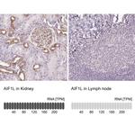 AIF1L Antibody in Immunohistochemistry (IHC)
