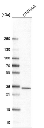 PYCR2 Antibody in Western Blot (WB)