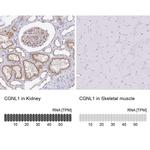 CGNL1 Antibody