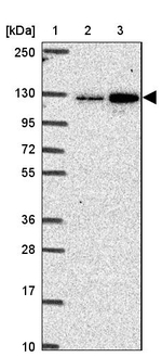 CGNL1 Antibody in Western Blot (WB)