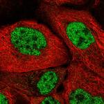 SRSF7 Polyclonal Antibody