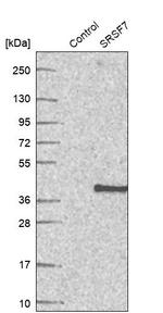 SRSF7 Antibody in Western Blot (WB)