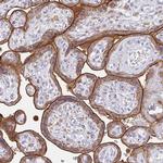 EFHD1 Antibody in Immunohistochemistry (IHC)
