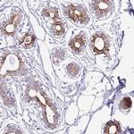 CLDND2 Antibody in Immunohistochemistry (Paraffin) (IHC (P))